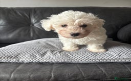 Bichon Frise dogs for sale: Bichon Frise Puppies- Ready to leave - Image 29