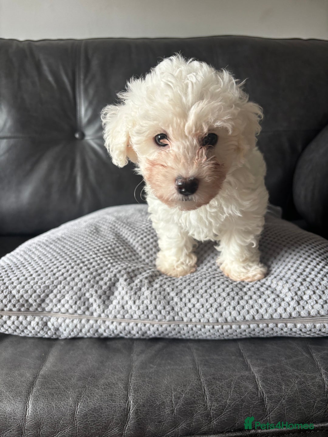Bichon Frise dogs for sale: Bichon Frise Puppies- Ready to leave - Image 29