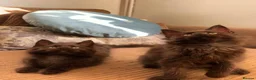 Maine Coon cats for sale: FEMALE READY NOW Black Smoke Maine Coon  - Advert 5