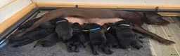 Labrador Retriever dogs for sale: 10 Healthy Black Labrador Retriever Puppies  - Advert 1