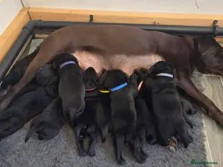 Labrador Retriever dogs 10 Healthy Black Labrador Retriever Puppies - Advert 2