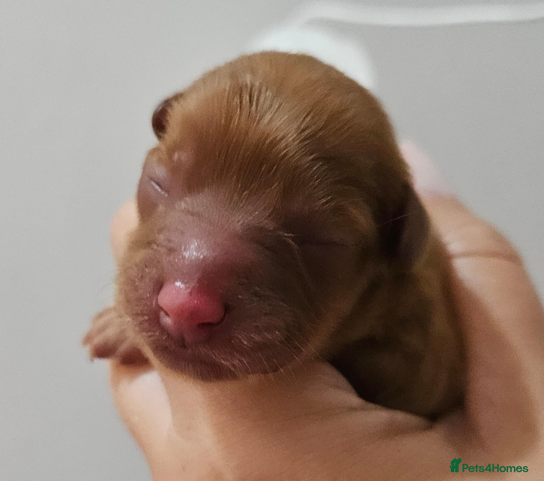 Cavapoo dogs Licensed breeder,dna clear red tiny cavapoo pups  - Advert 2
