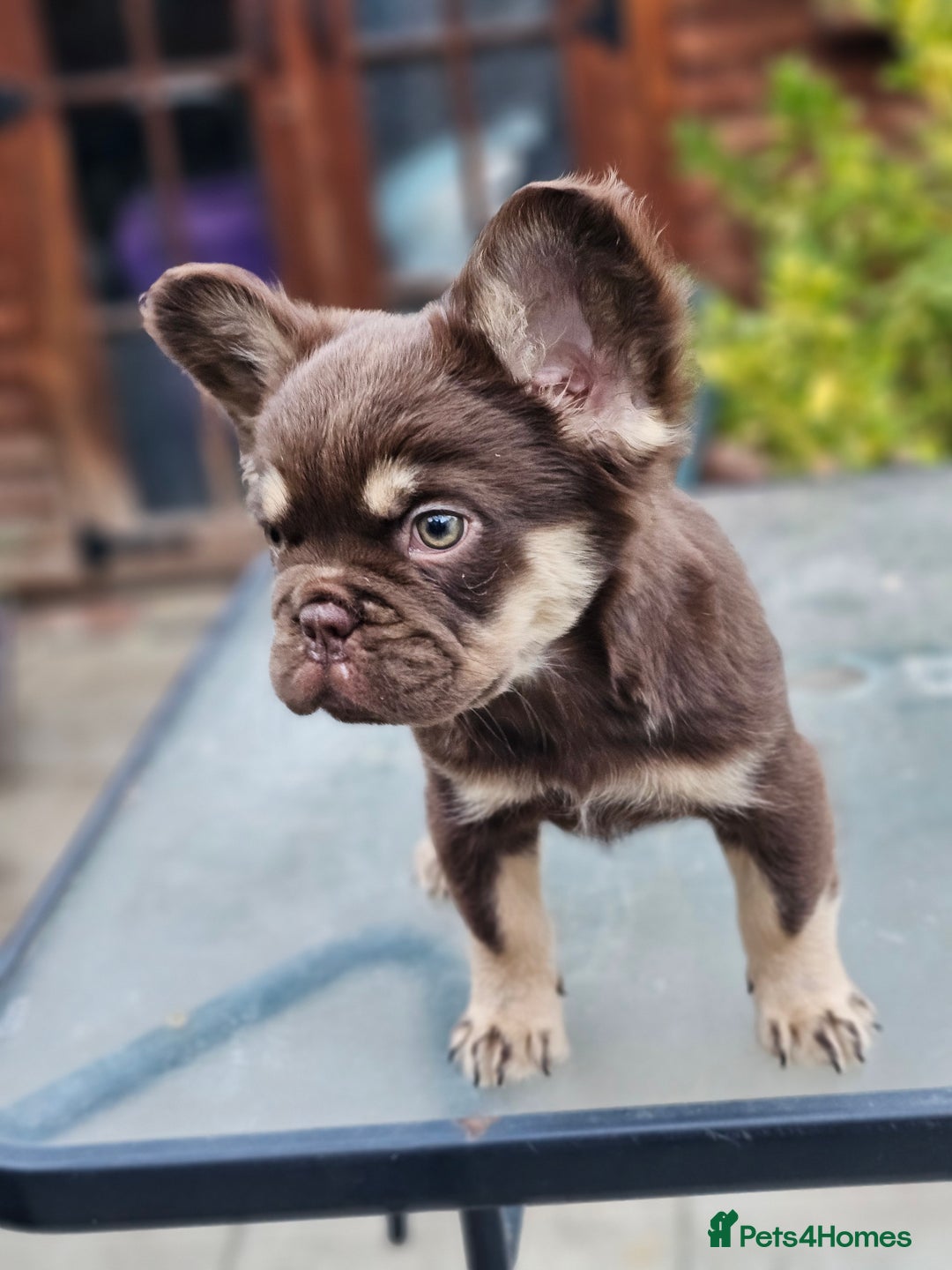 French Bulldog dogs for sale: Chocolate Rojo tan fluffy French bulldog  - Image 18