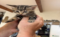 Domestic Shorthair cats for sale: Adorable Kittens - 4 available. Grey & Tabby - Image 10