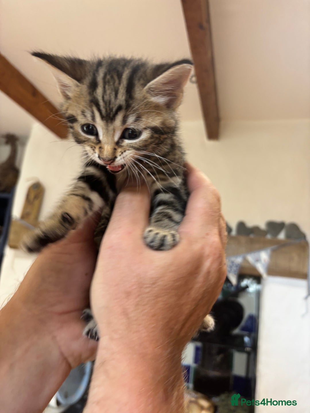 Domestic Shorthair cats for sale: Adorable Kittens - 4 available. Grey & Tabby - Image 10