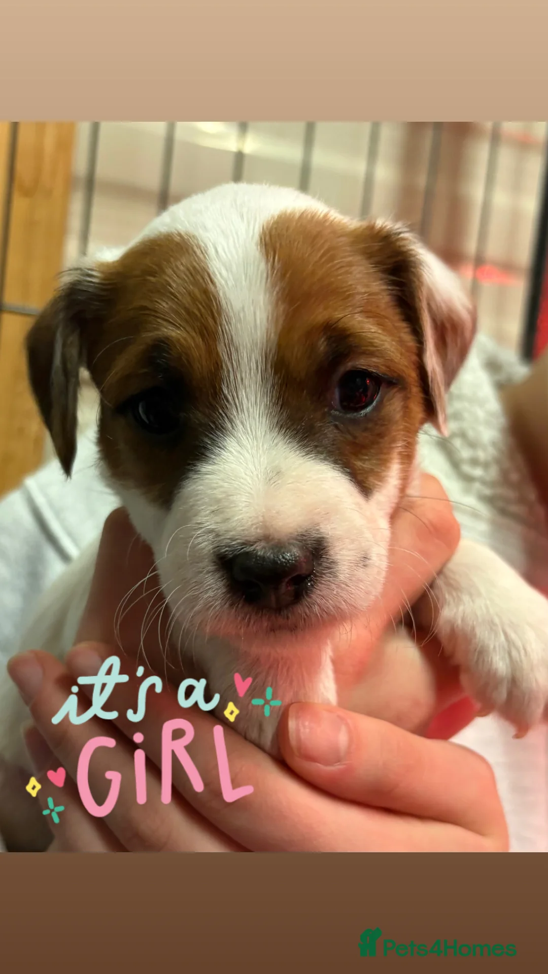 Parson Russell dogs for sale: Exceptional litter of Parson Russell Terrier Pups  - Advert 6
