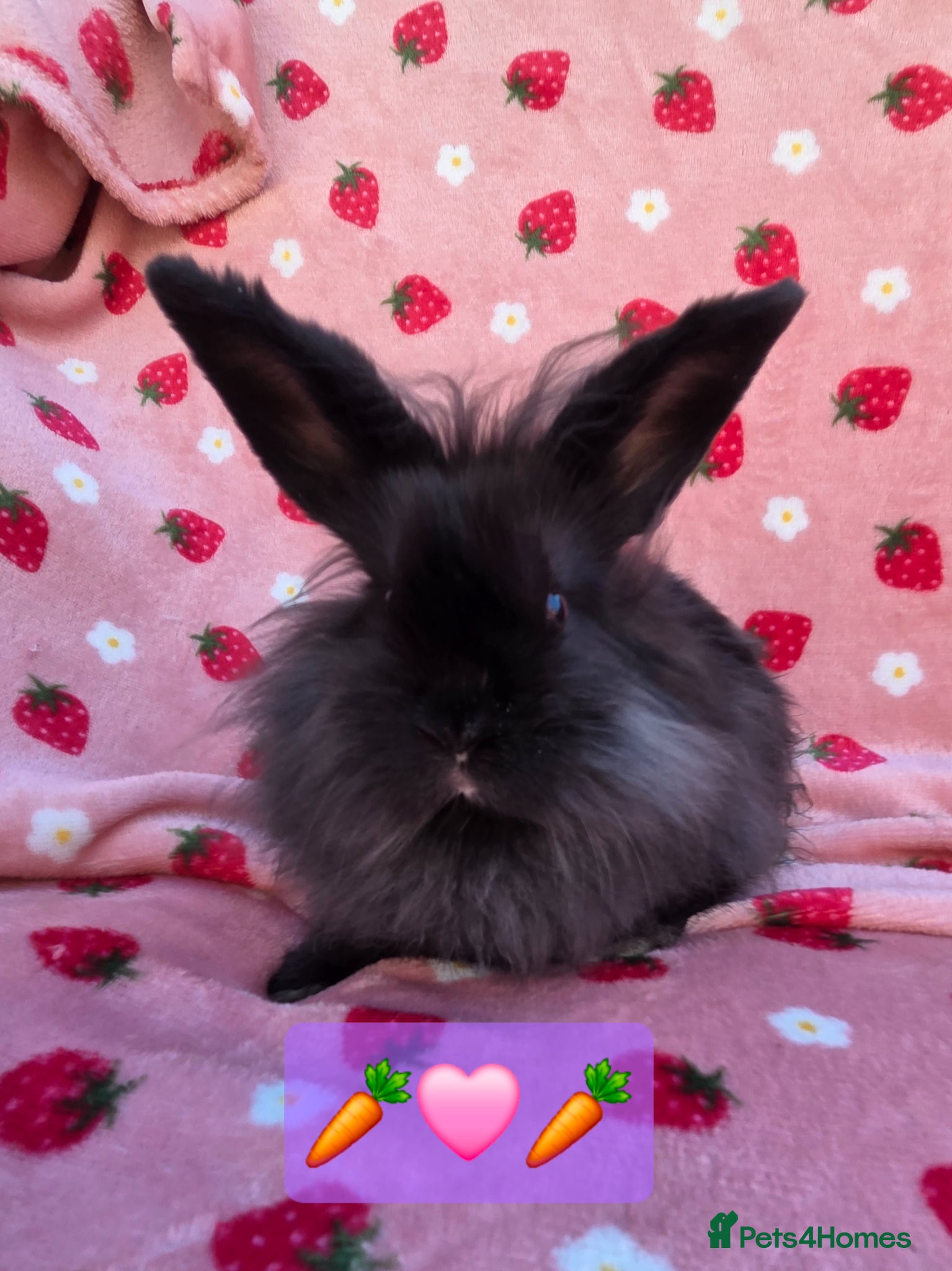 Mini Lion Lop rabbits Very tame 10 weeks mini lion lop ☆ 1 doe ☆  - Advert 1