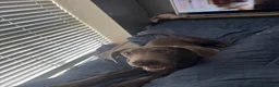 Labrador Retriever dogs for sale: Labrador retriever  - Advert 9