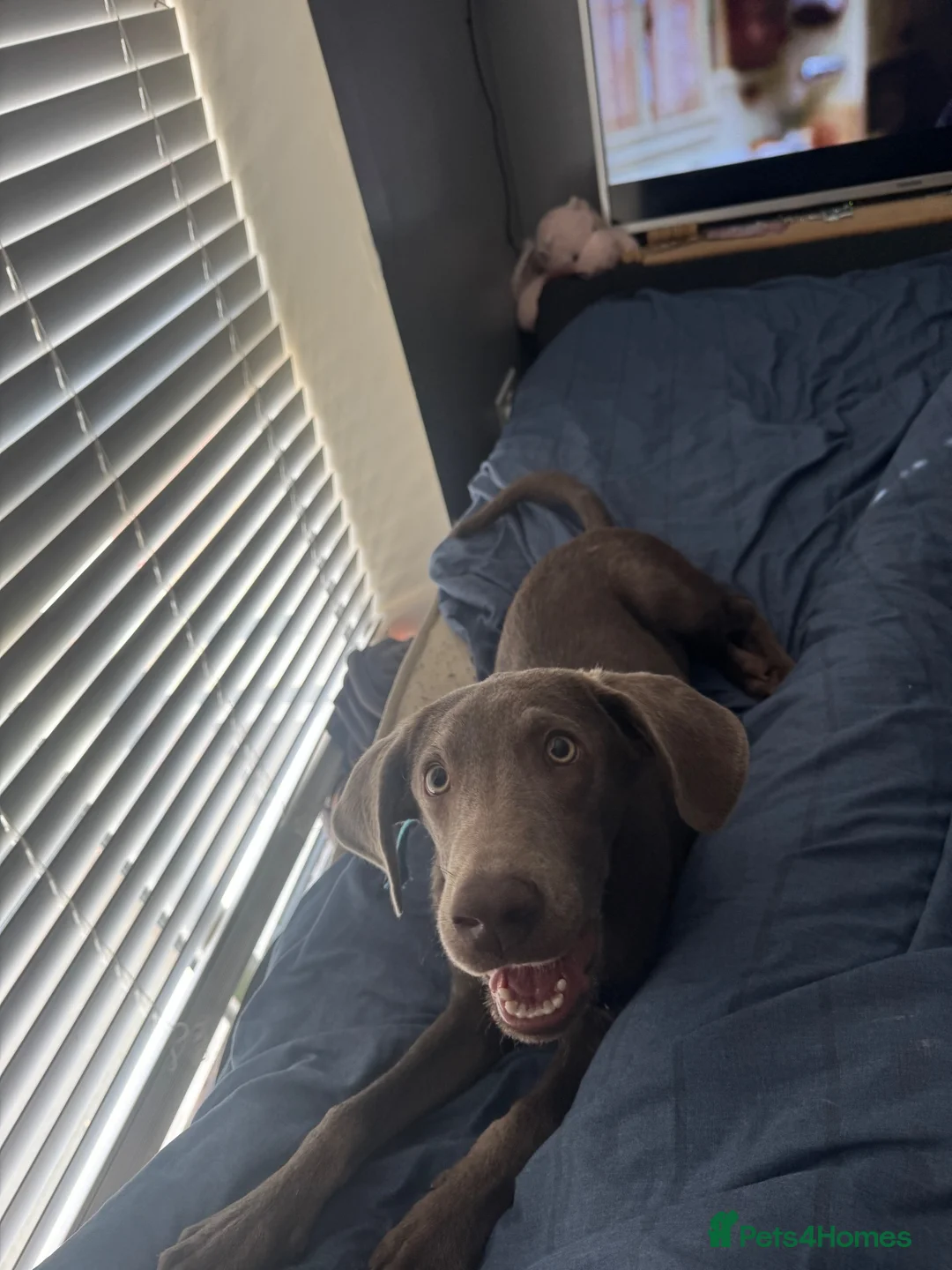 Labrador Retriever dogs for sale: Labrador retriever  - Advert 9