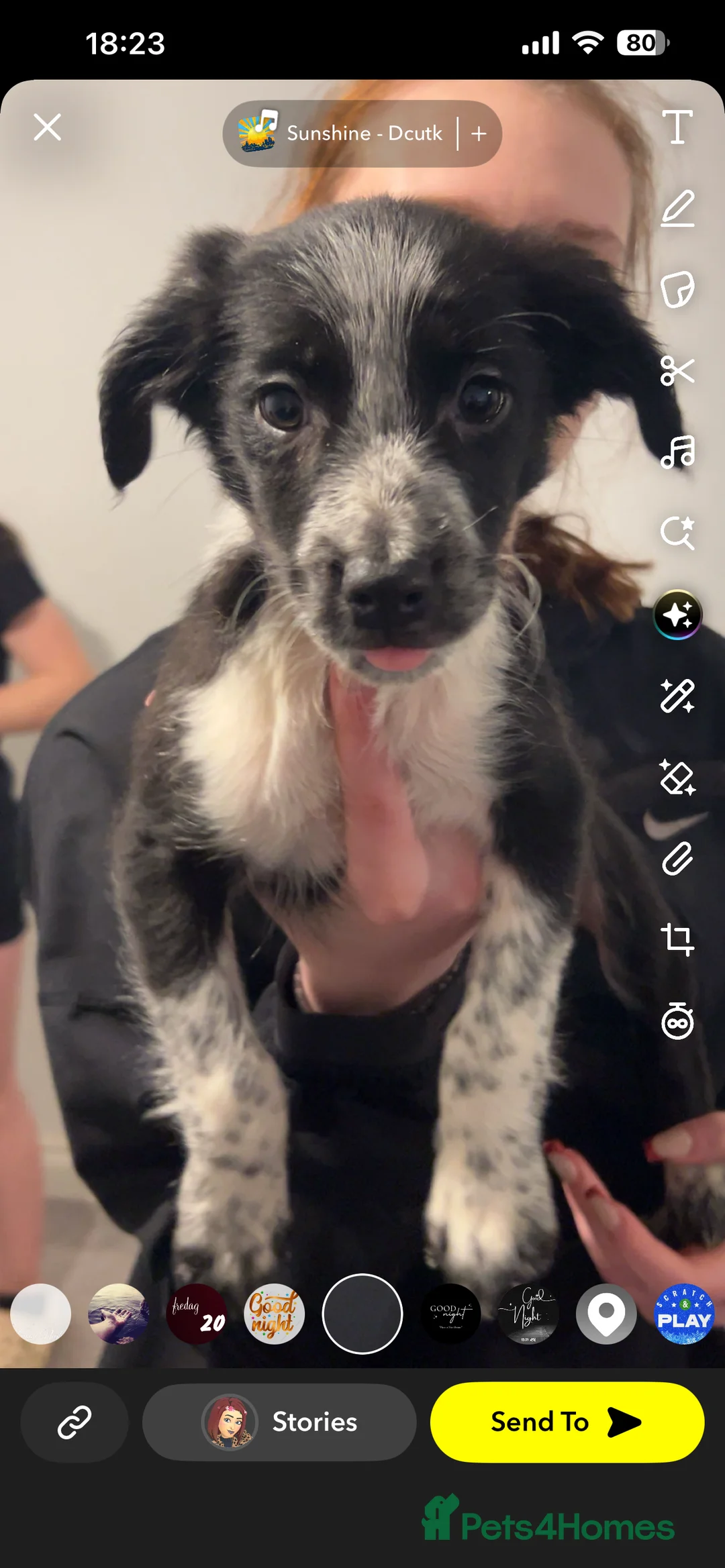 Mixed Breed dogs for sale: Puppies   - Advert 4