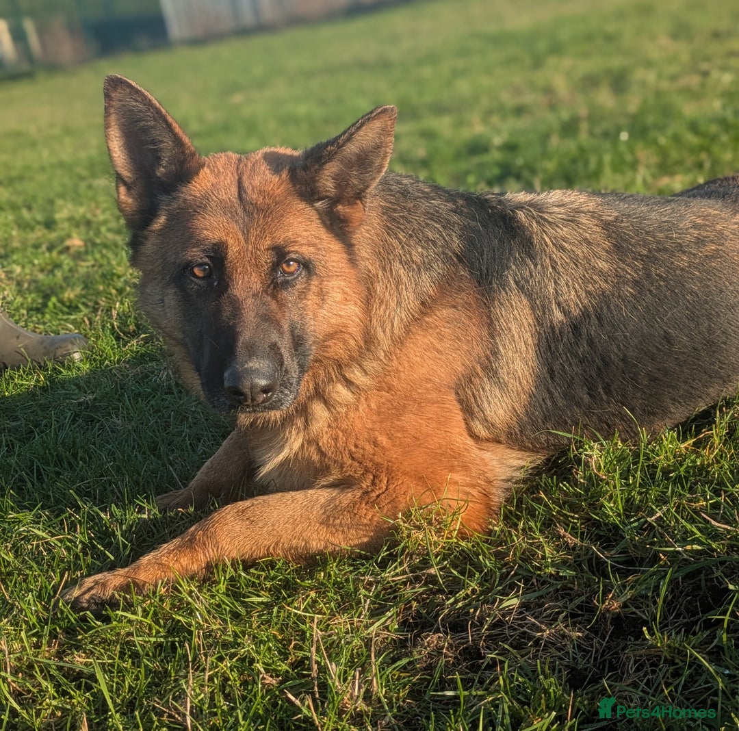German Shepherd dogs for sale: Champion Bred, KC Health Tested Import Female - Advert 2