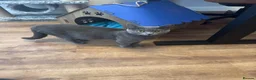 Mixed Breed cats for sale: 4 adorable kittens in Milton Keynes - Advert 1
