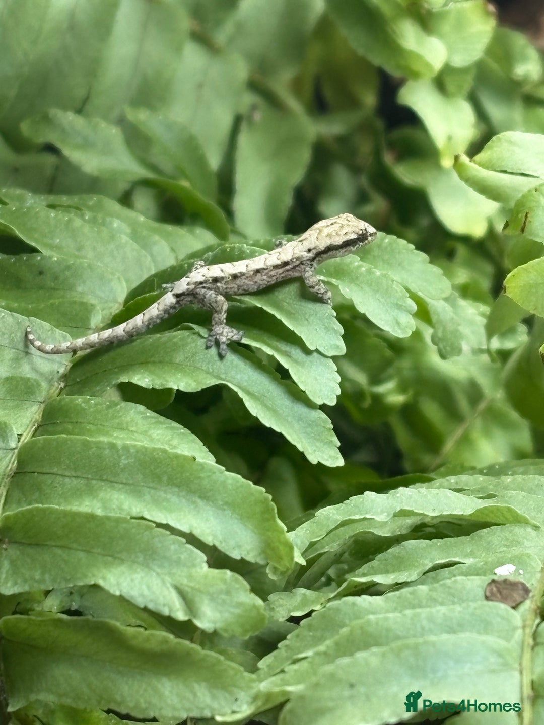 Gecko reptiles for sale: Mourning geckos adult and young  - Advert 3