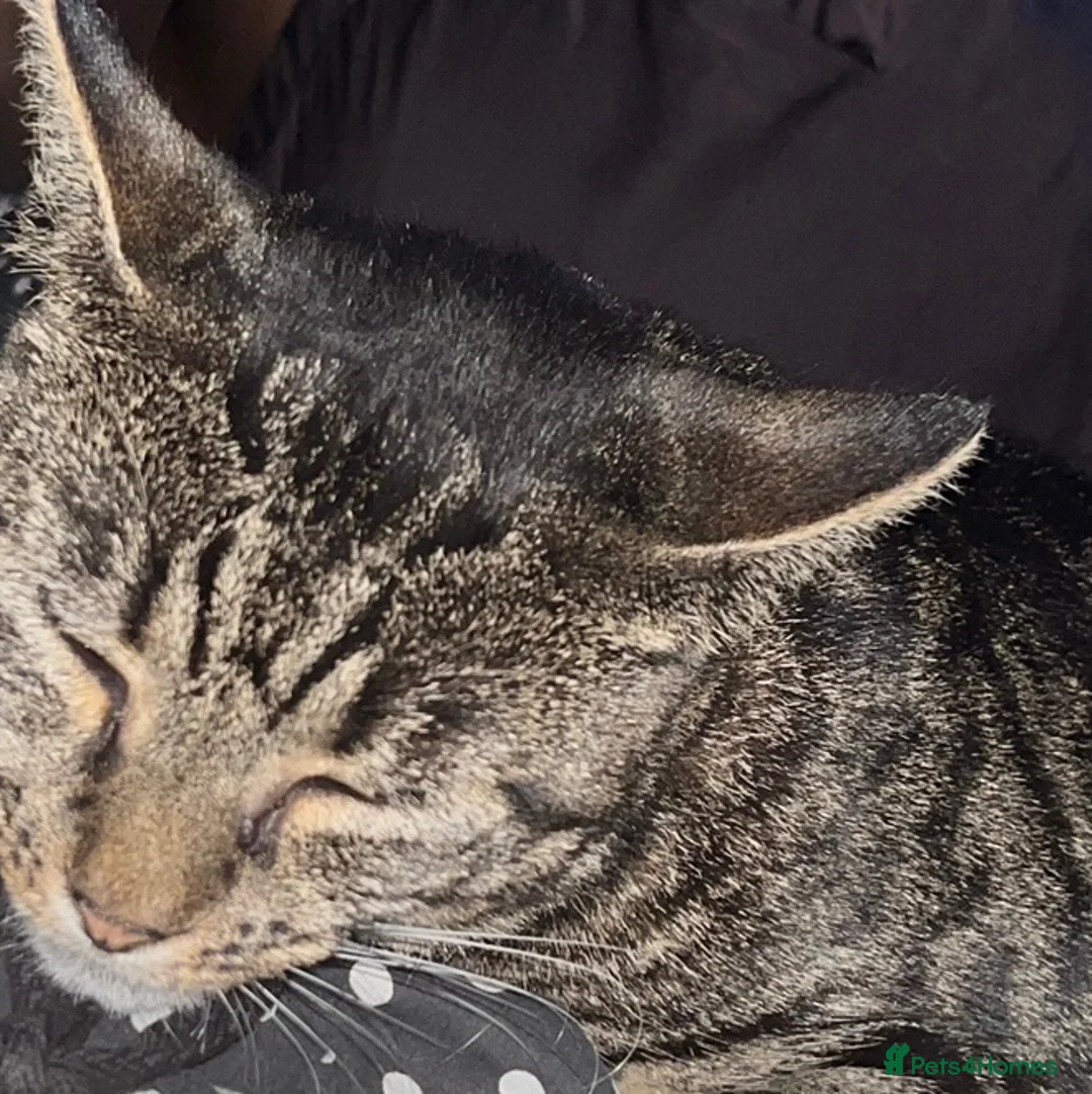 Mixed Breed cats for sale: Beautiful Blu looking for her Forever Home 🏡 - Advert 5