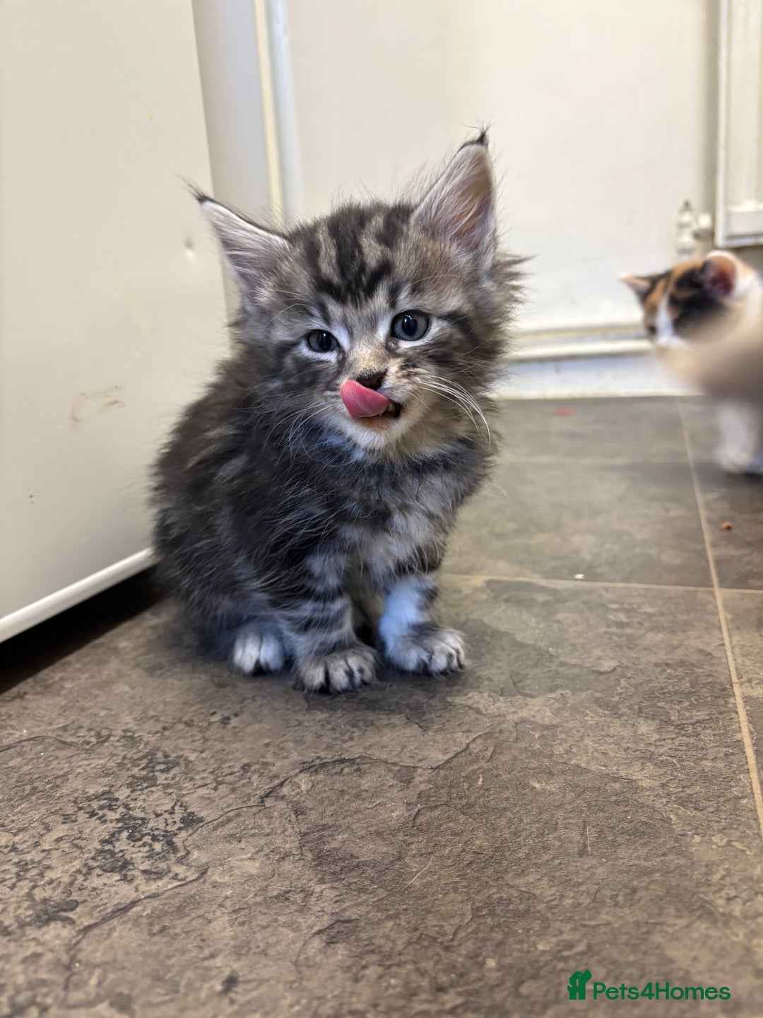 Maine Coon cats for sale: 7 adorable maincoon kittens  - Advert 5