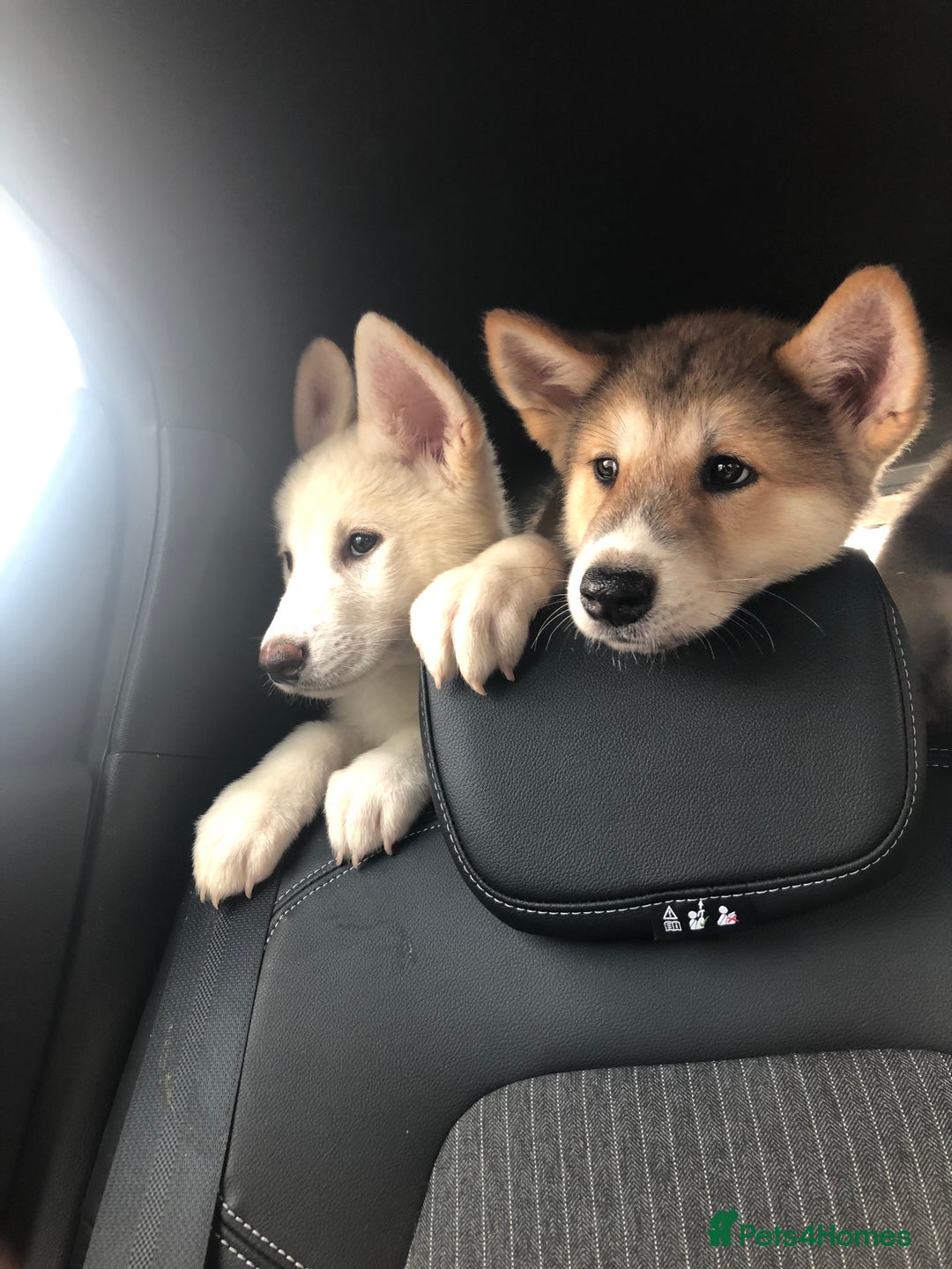 Mixed Breed dogs for sale: READY NOW! Beautiful Japanese Akita Puppies - Image 9