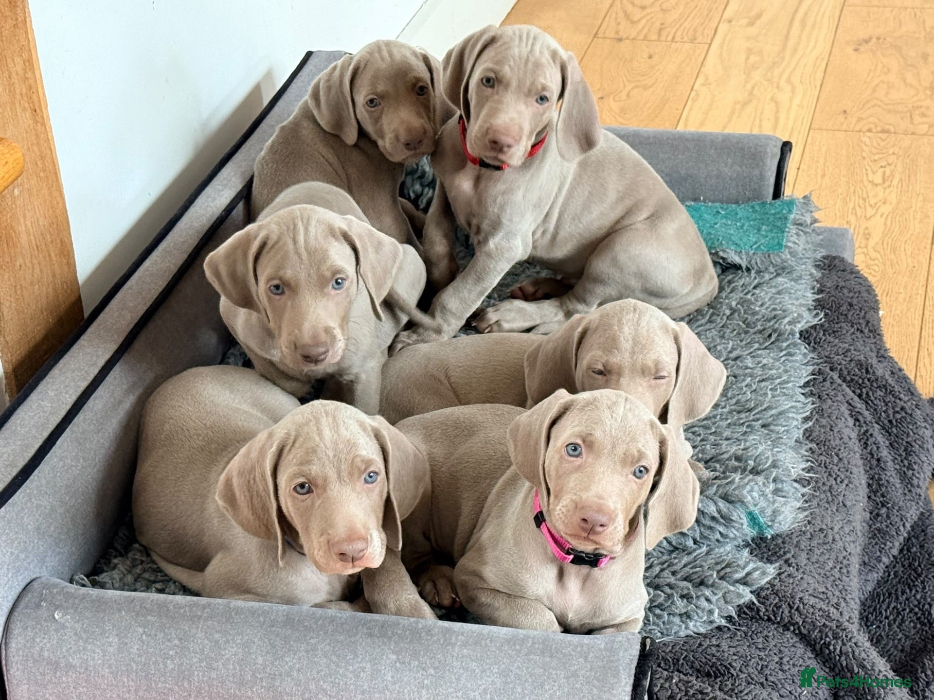 Weimaraner dogs Superb Gunalt Bloodlines & Excellent Temperament - Advert 2