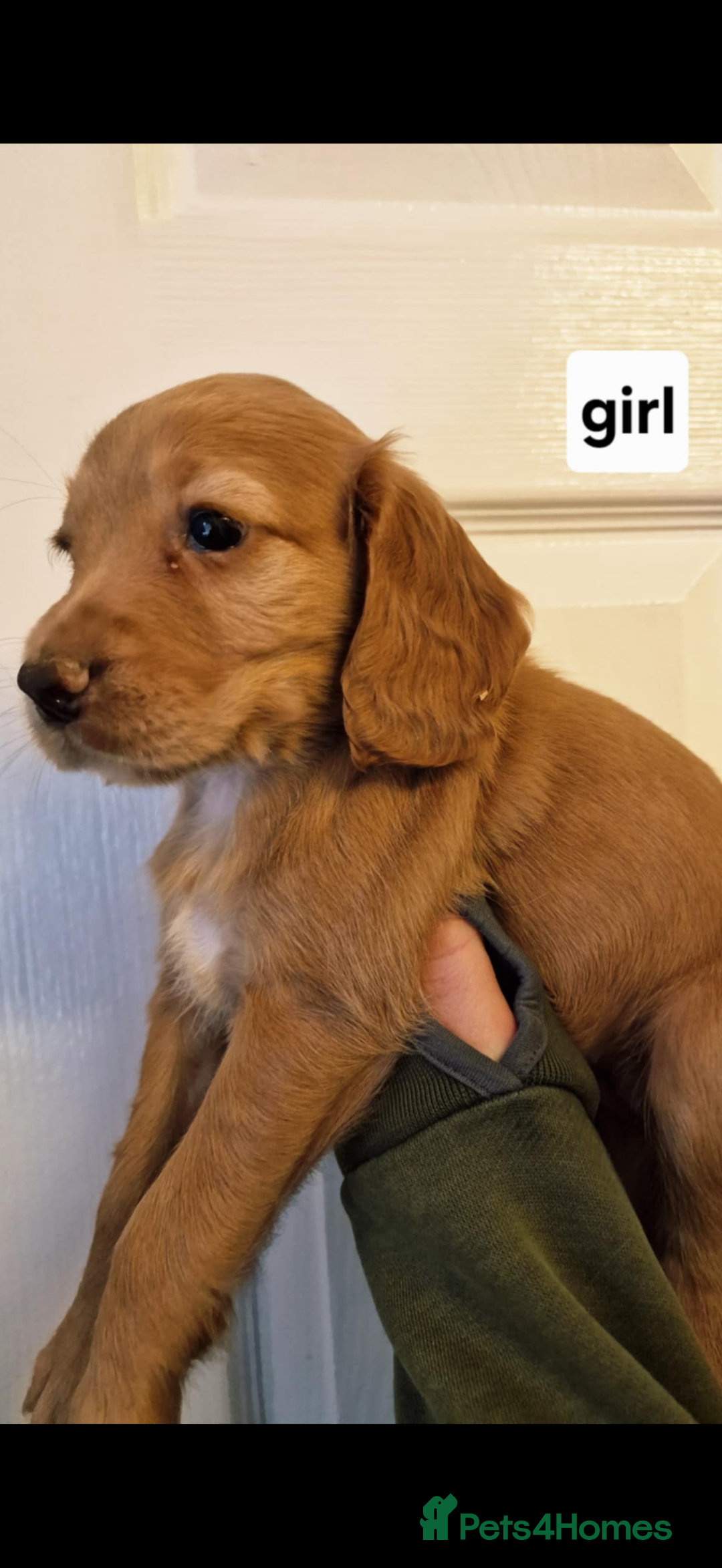 Cocker Spaniel dogs for sale: Well bred cocker spaniel  - Advert 2