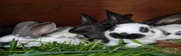 English rabbits for sale: Yurvac vaccinated purebred baby English rabbits! - Advert 6