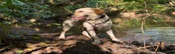 Labrador Retriever dogs for sale: Two beautiful Labrador girls 2&3yos in Worcester - Advert 11