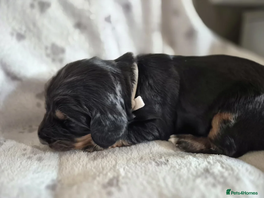 Sprocker dogs for sale: Exceptional home reared sprocker spaniel puppies.  - Advert 20