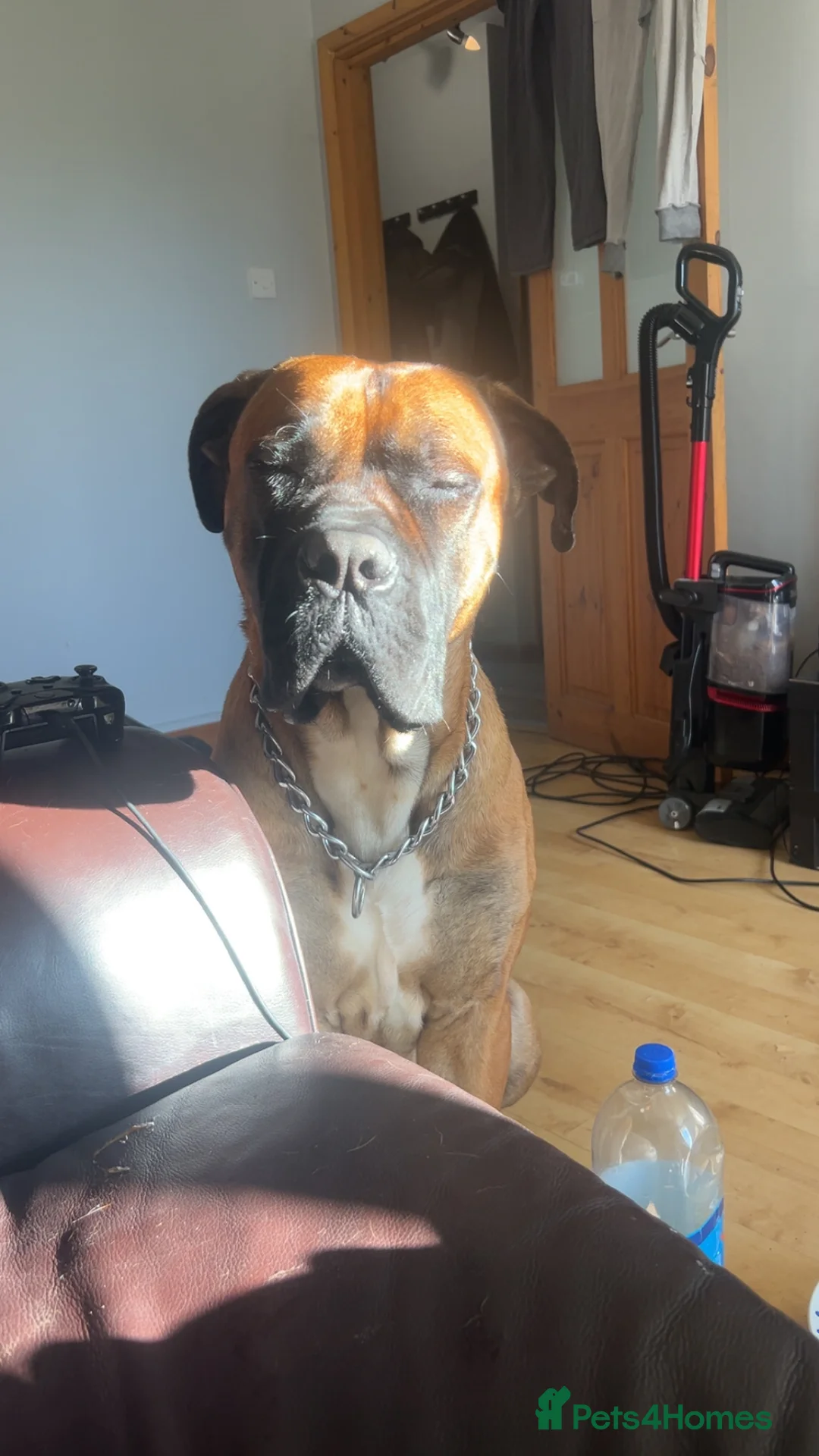 Cane Corso dogs for stud: M cane corso available for stud in London - Advert 5