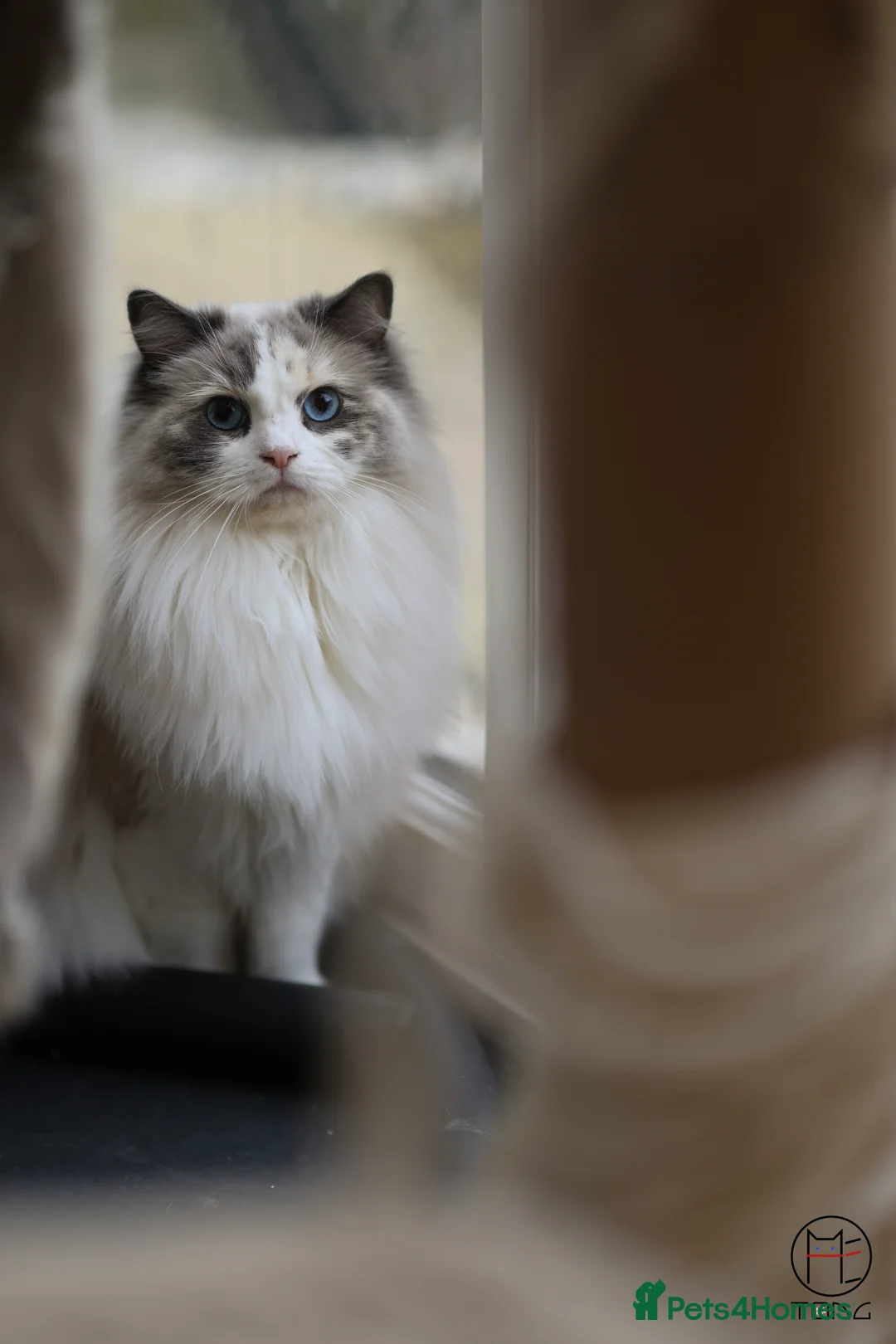 Ragdoll cats for sale: Retired GCCF Ragdoll queen looking for new home - Advert 1