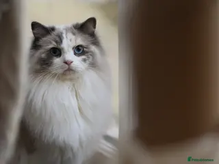 Ragdoll cats Retired GCCF Ragdoll queen looking for new home - Advert 6