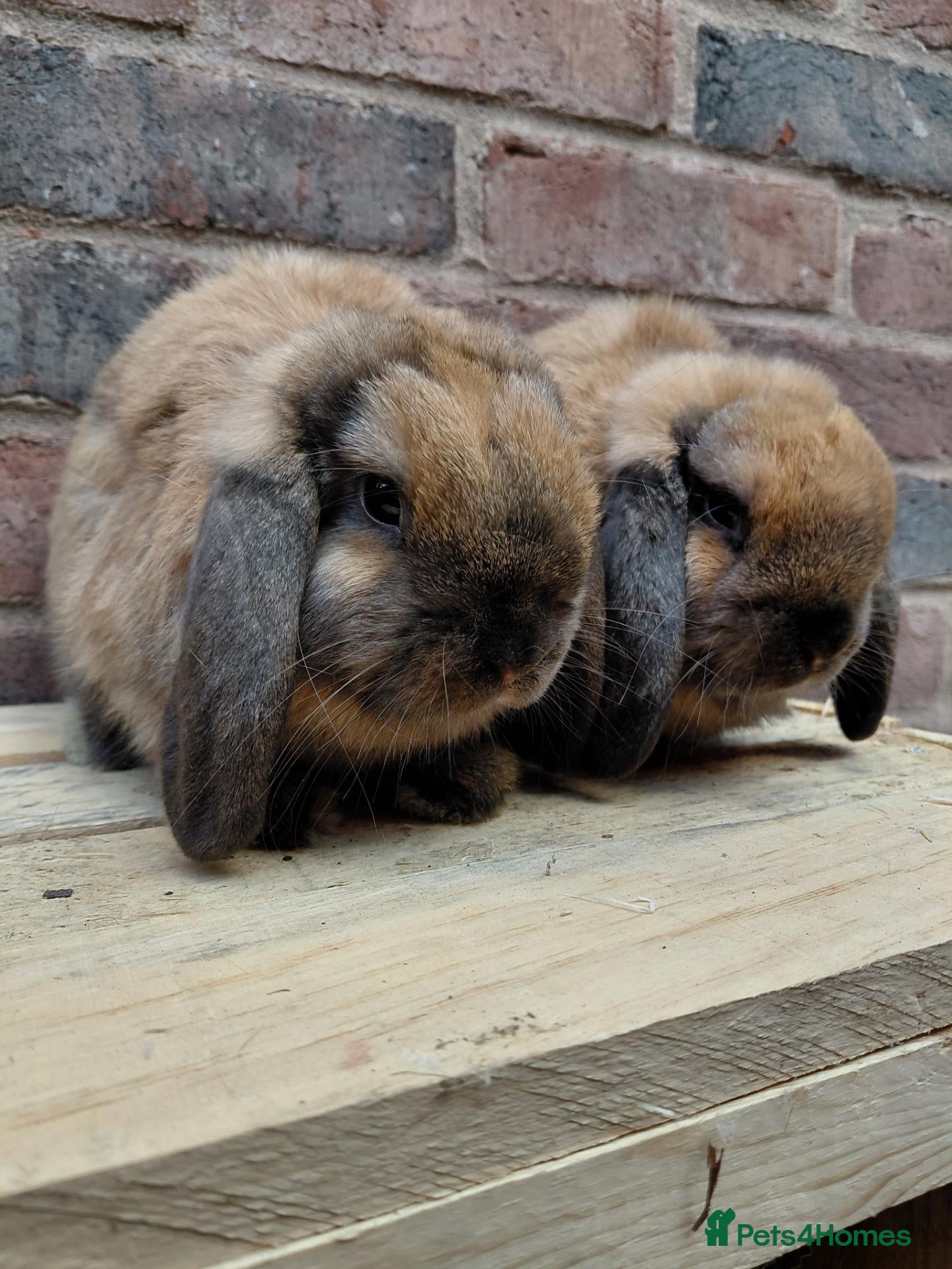 Dwarf Lop rabbits Dwarf lop youngsters - Advert 18