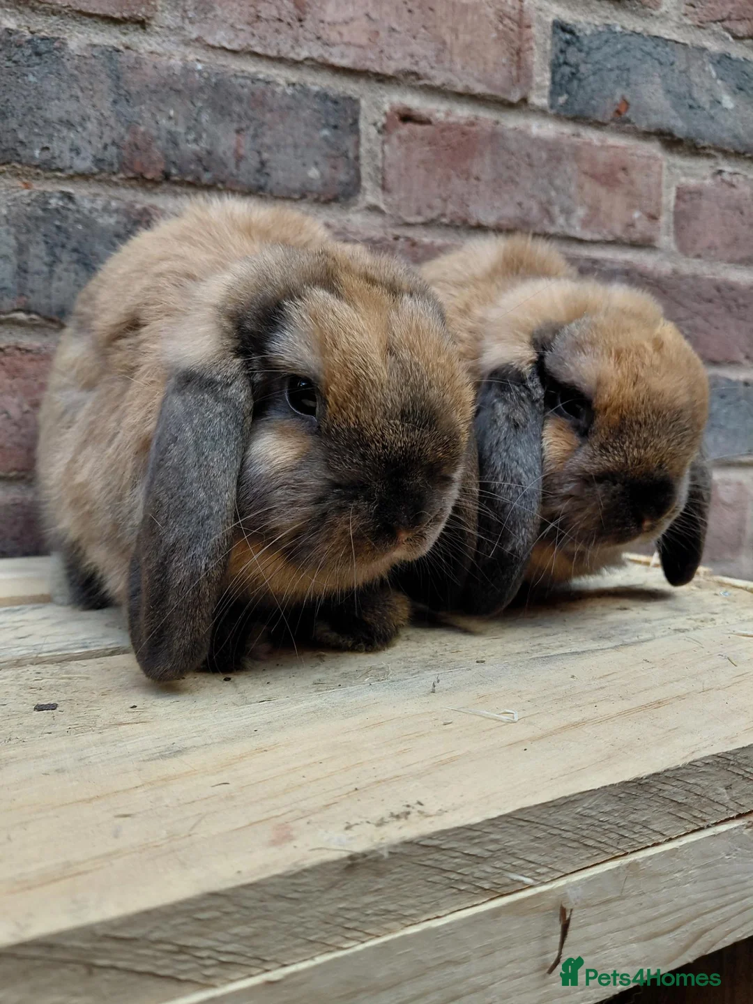 Dwarf Lop rabbits for sale: Dwarf lop youngsters - Advert 1