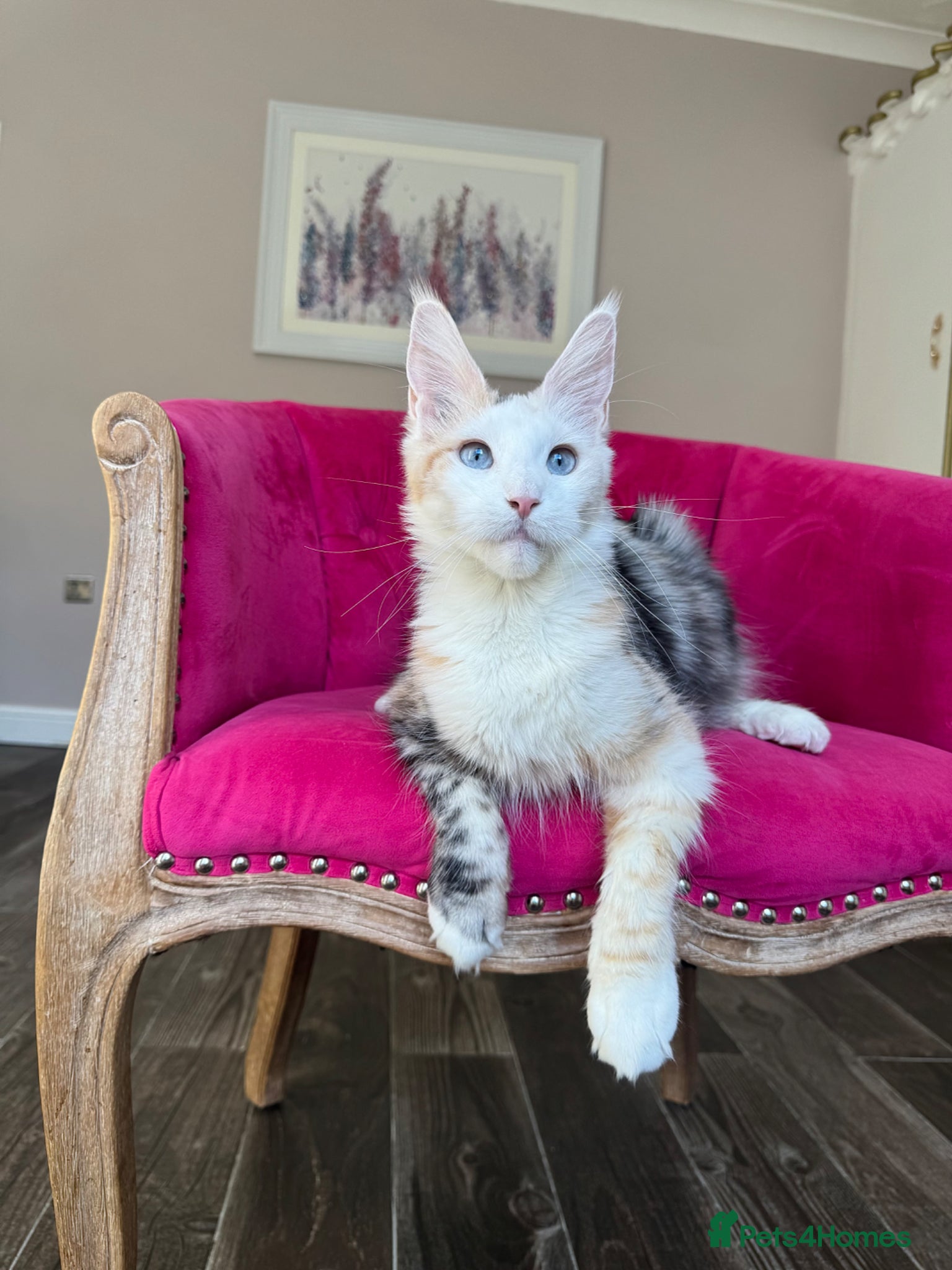 Maine Coon cats Maine Coon Kittens 🏆 20+ gen 🧬 Full Pedigree - Advert 2