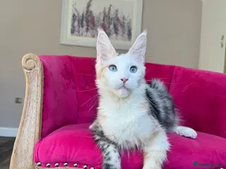 Maine Coon cats Maine Coon Kittens 🏆 20+ gen 🧬 Full Pedigree - Advert 12