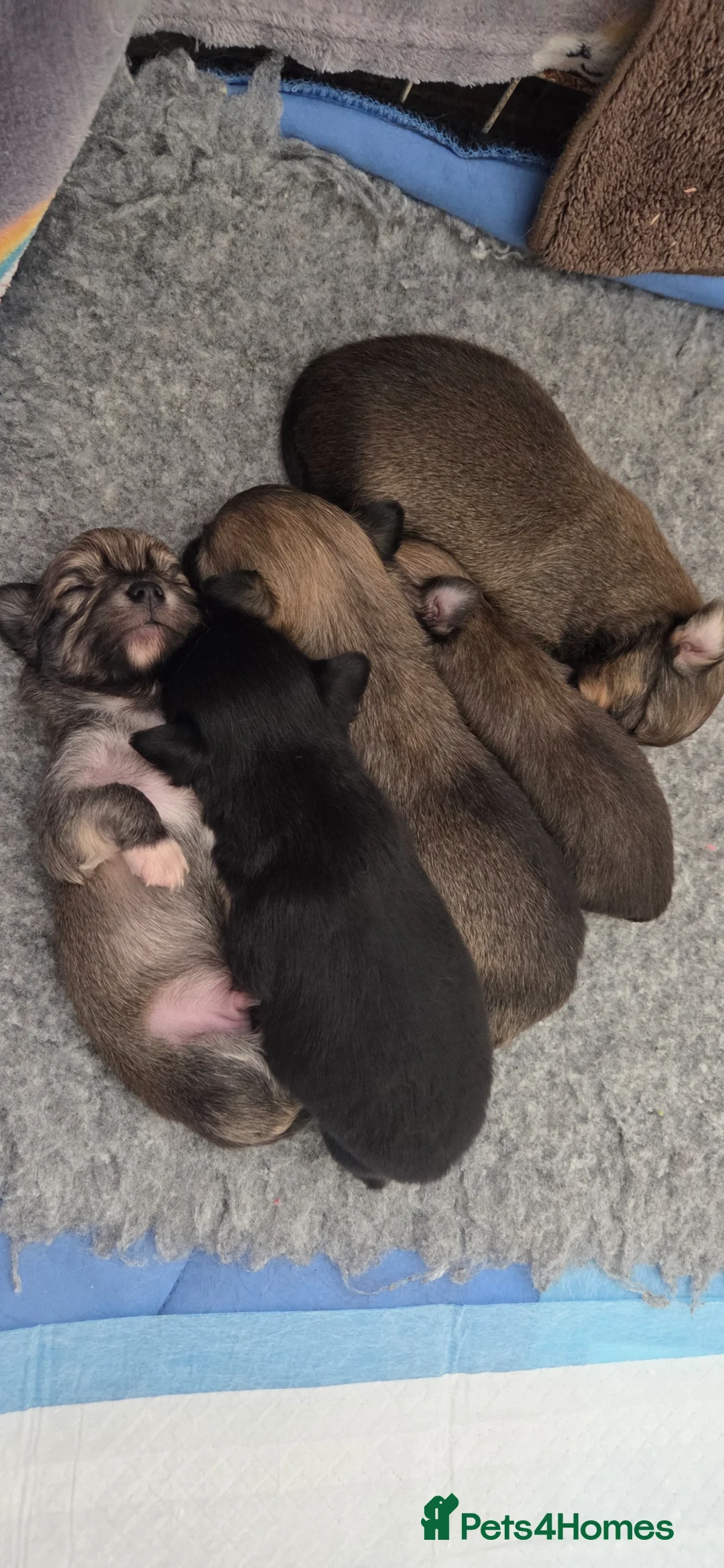 Chihuahua dogs for sale: Longhaired Chihuahua Pups - Advert 11