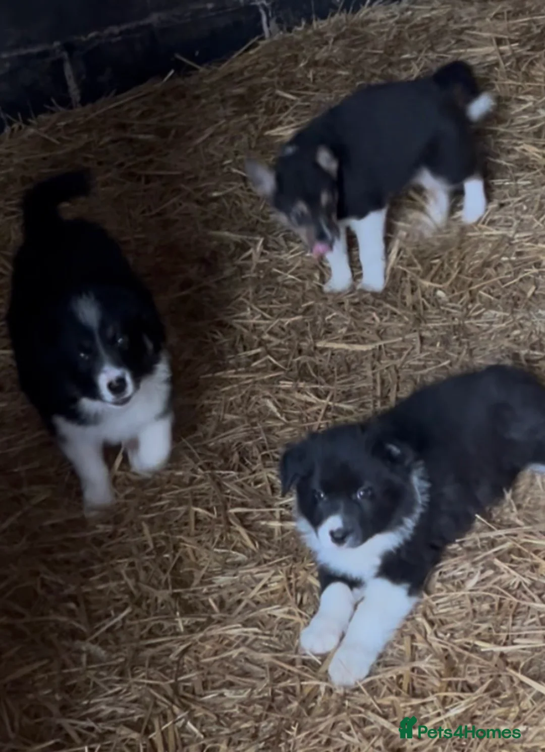 Border Collie dogs for sale: Border Collie Puppies  - Advert 2