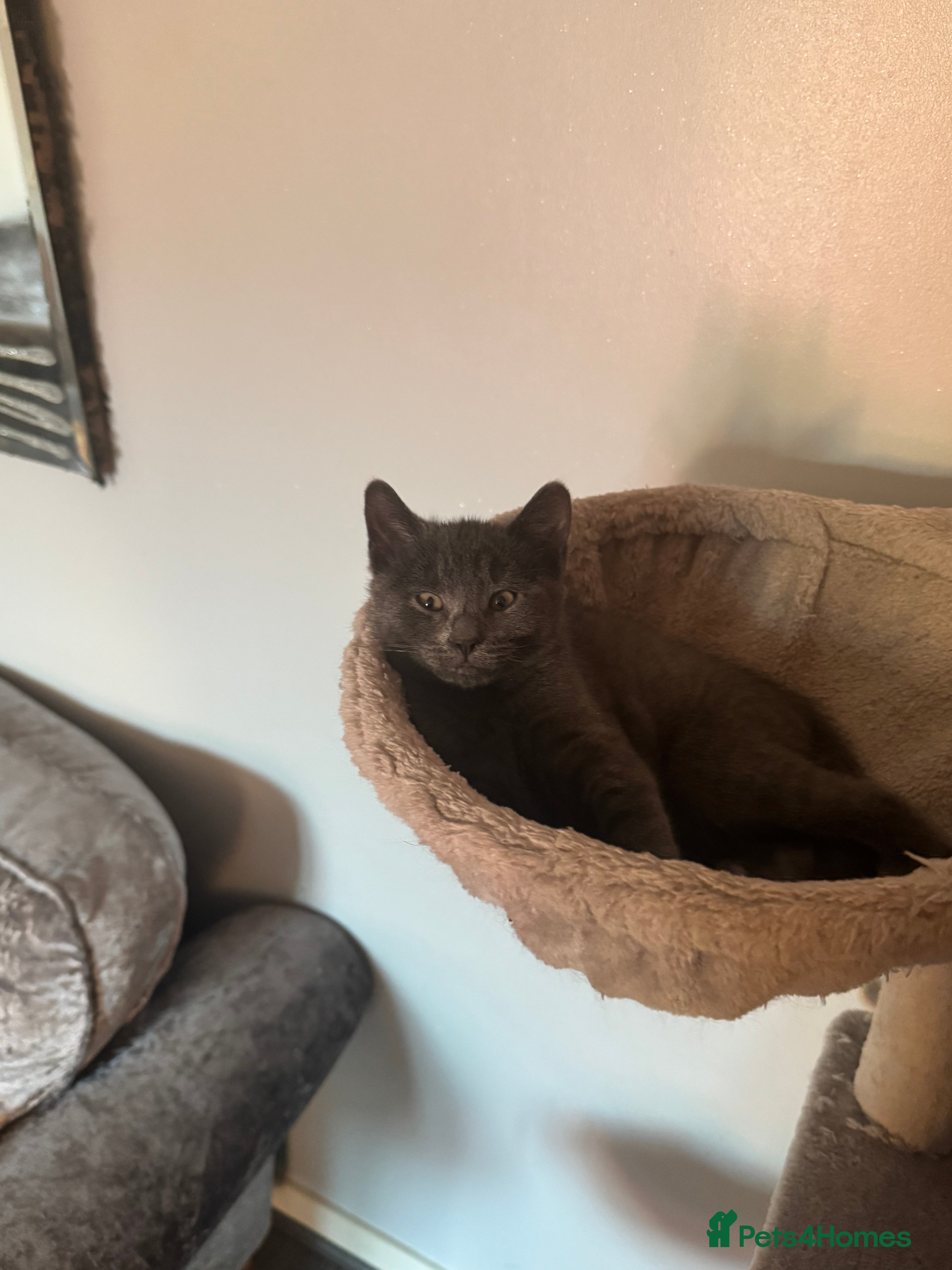 Mixed Breed cats Ragdoll crossed kittens only one girl left  - Advert 6