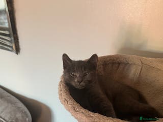 Mixed Breed cats Ragdoll crossed kittens only one girl left - Advert 6