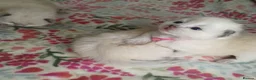 Ragdoll cats for sale: 💖 Beautiful Ragdoll kittens for Sale 💖 - Advert 31