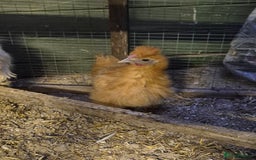 Hens poultry for sale: Silkie Cockerels - Image 5