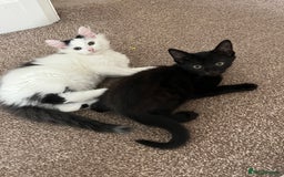 Mixed Breed cats for sale: Beautiful baby kittens 💕 - Image 9