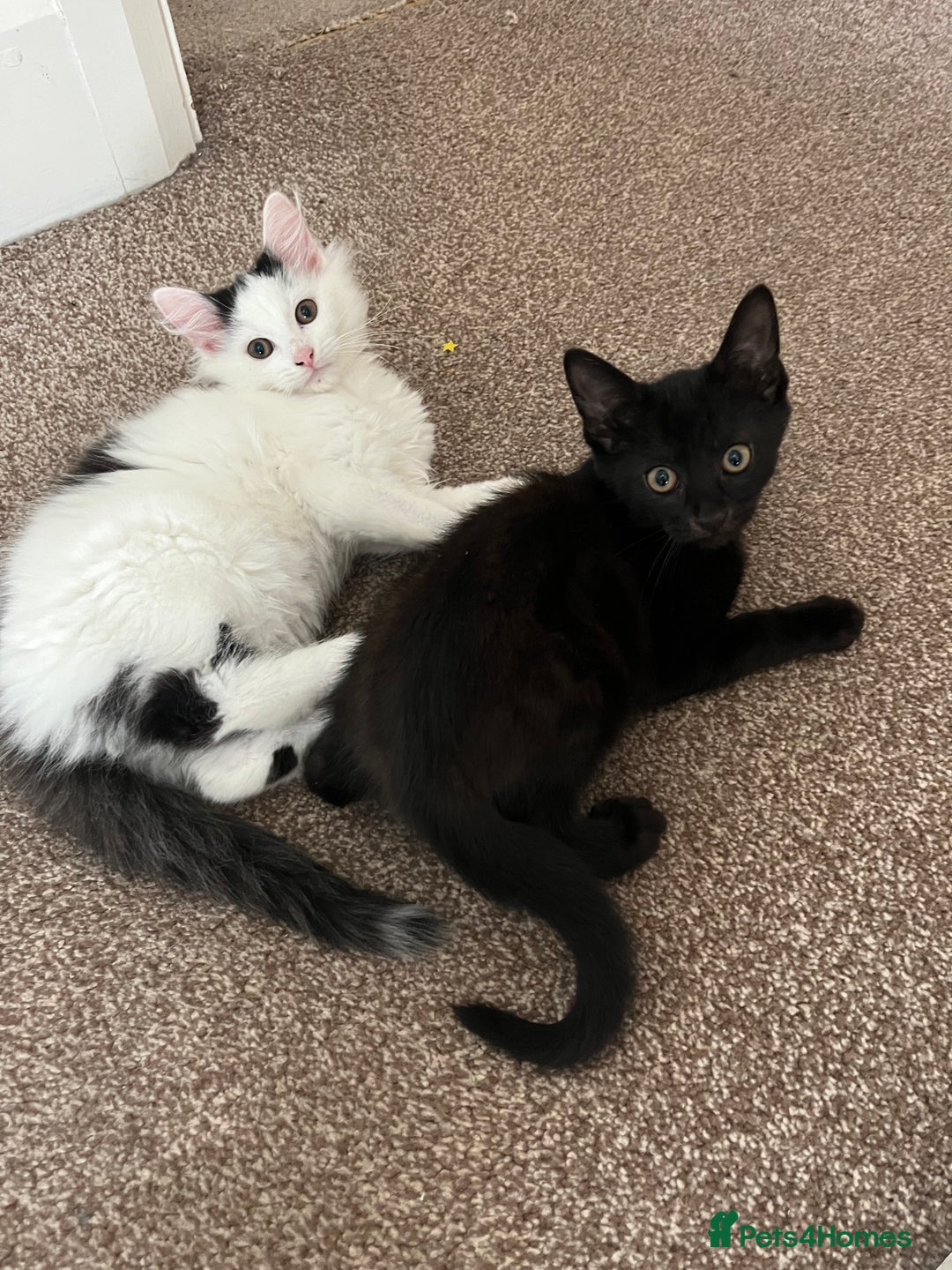 Mixed Breed cats for sale: Beautiful baby kittens 💕 - Image 9