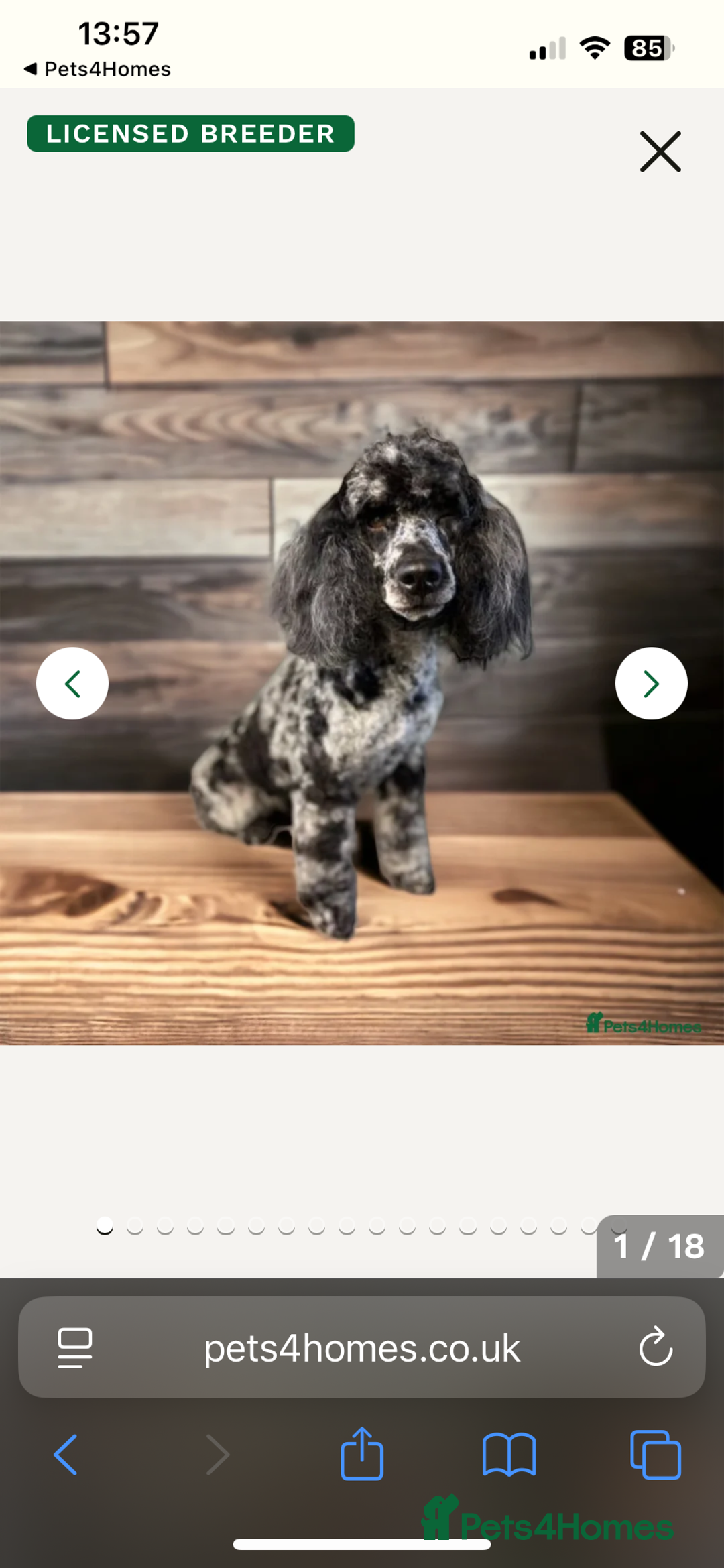 Labradoodle dogs for sale: 5 ⭐️ licensed Home breeder - Advert 26