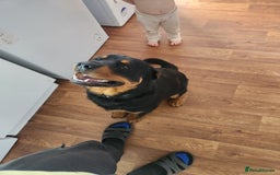 Rottweiler dogs for sale: 8 month old Rottweiler  - Image 3