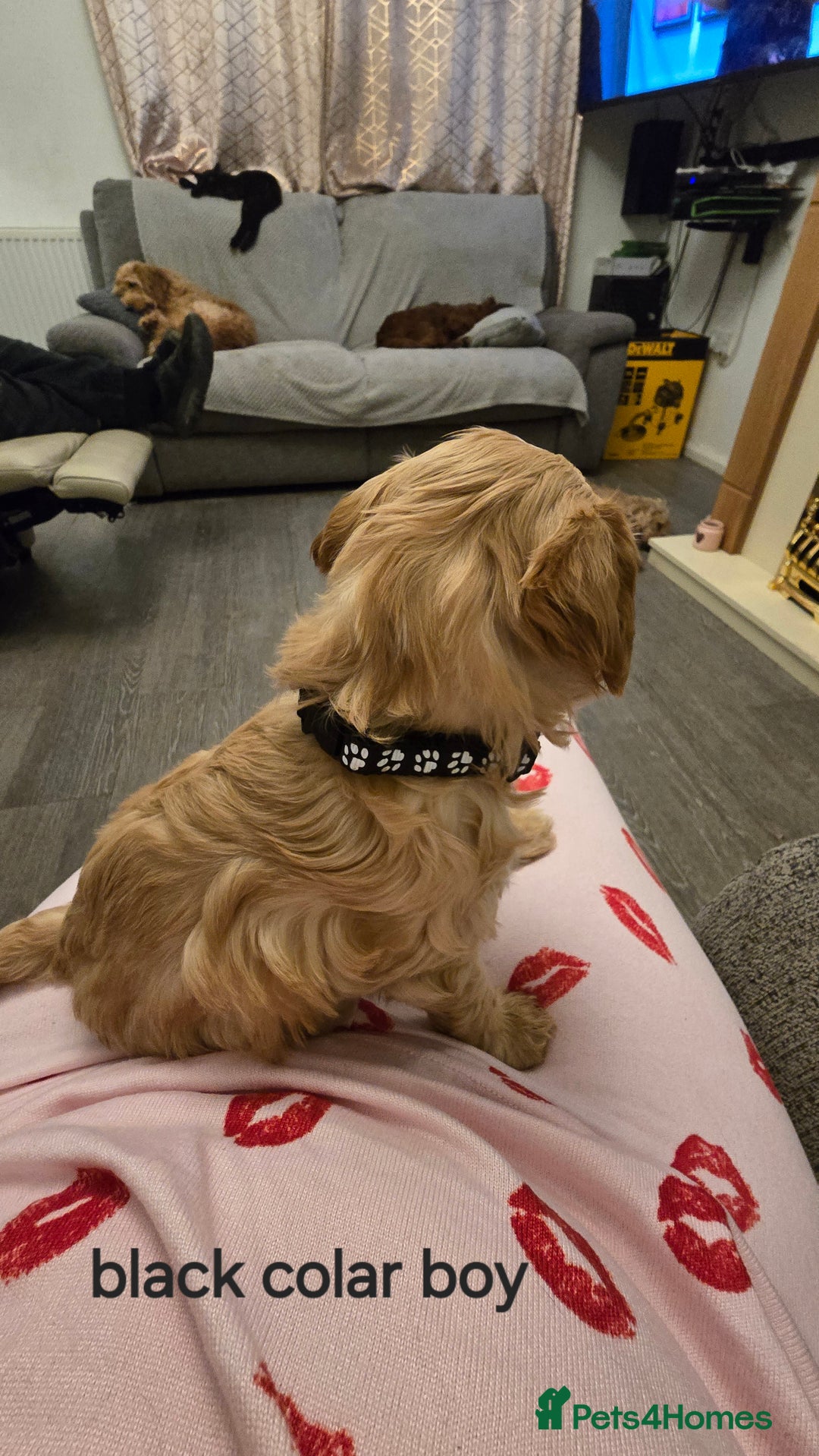 Cockapoo dogs for sale: 7 f2 cockapoos - Advert 6