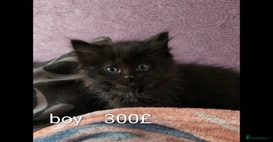 Ragdoll cats Ragdoll  - Advert 7