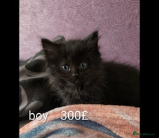 Ragdoll cats Ragdoll - Advert 7