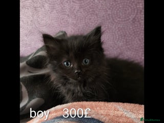 Ragdoll cats Ragdoll - Advert 17