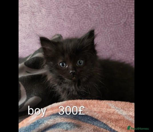 Ragdoll cats Ragdoll - Advert 9