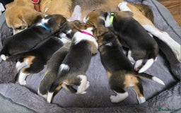 Beagle dogs for sale: Sweet litter of tri-colored beagle - Image 2