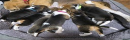 Beagle dogs for sale: Beautiful tri-colored puppies  - Advert 4