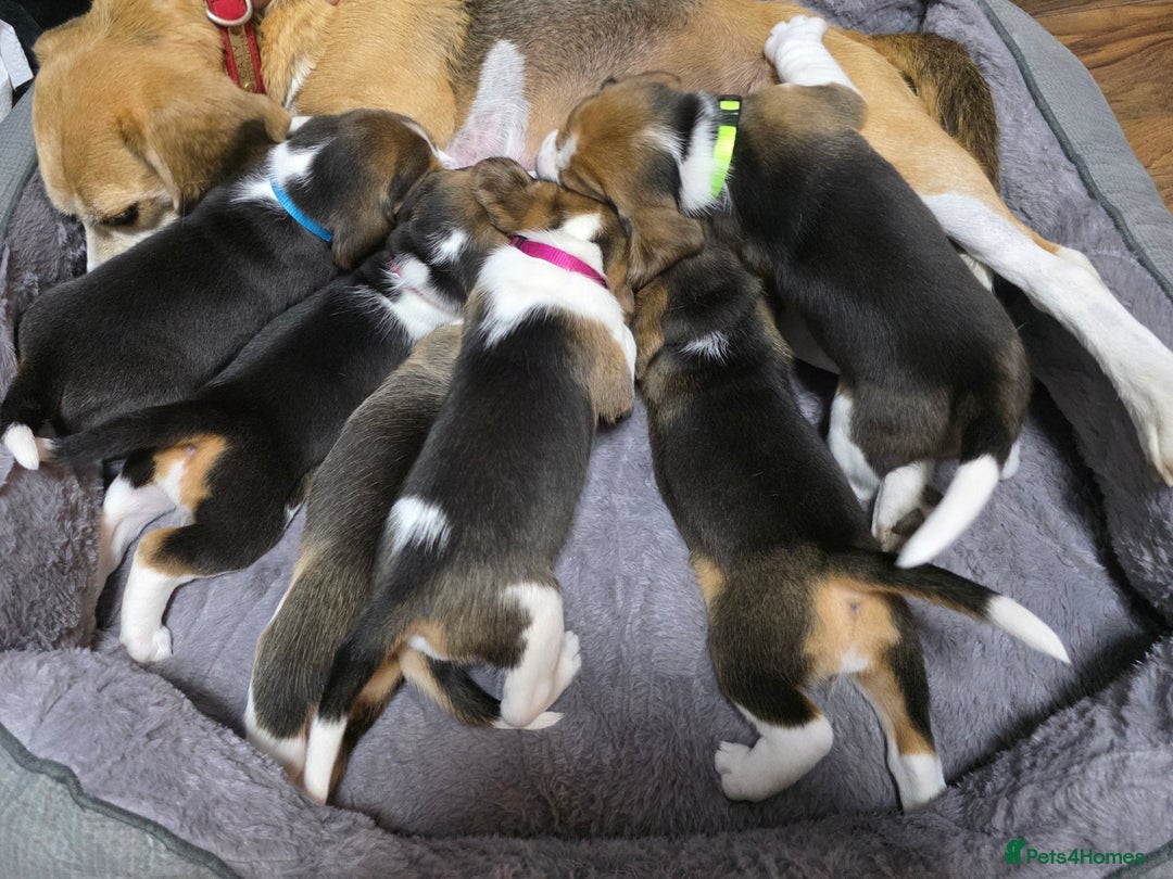 Beagle dogs for sale: Sweet litter of tri-colored beagle - Image 2